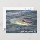 Mola mola (Ocean Sunfish) Briefkaart (Voorkant / Achterkant)