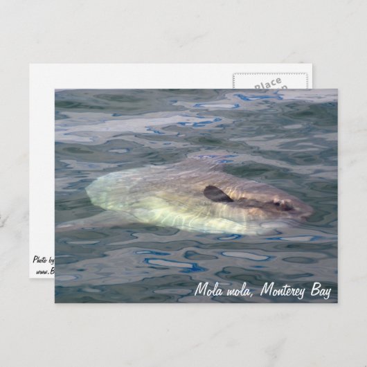 Mola mola (Ocean Sunfish) Briefkaart (Voorkant / Achterkant)
