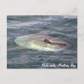 Mola mola (Ocean Sunfish) Briefkaart