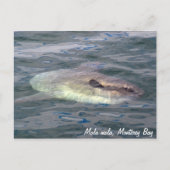 Mola mola (Ocean Sunfish) Briefkaart (Voorkant)
