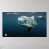 Mola Mola Poster (Voorkant)