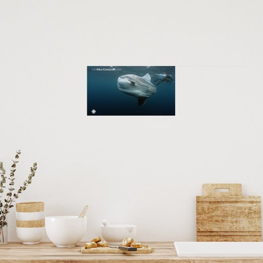 Mola Mola Poster (Keuken)