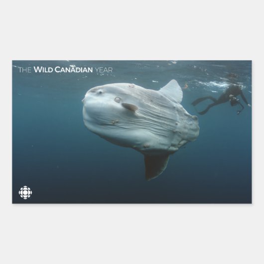 Mola Mola Rechthoekige Sticker (Voorkant)