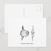 Mola Mola Sunfish Briefkaart (Voorkant / Achterkant)