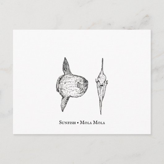 Mola Mola Sunfish Briefkaart (Voorkant)