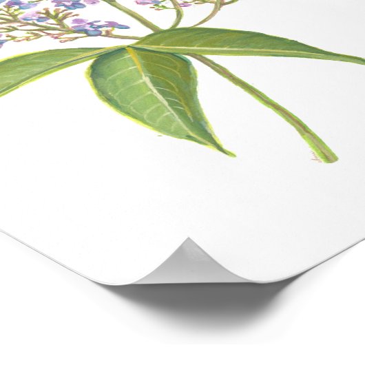 Molave (Vitex parviflora) Philippine Forest Blooms Poster (Hoek)