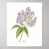 Molave (Vitex parviflora) Philippine Forest Blooms Poster (Voorkant)