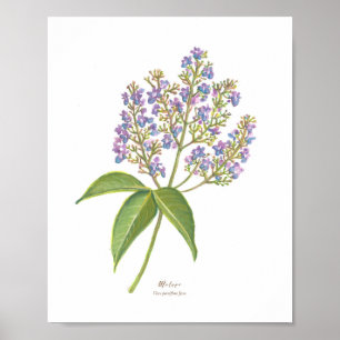 Molave (Vitex parviflora) Philippine Forest Blooms Poster
