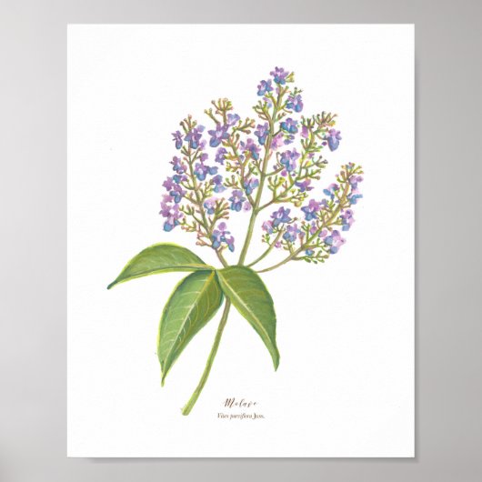 Molave (Vitex parviflora) Philippine Forest Blooms Poster (Voorkant)
