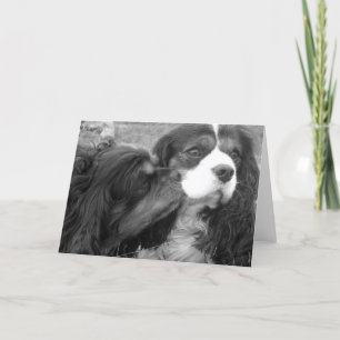 Molder & Fjalar Cavalier King Charles Spaniels Kaart