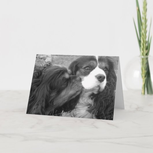 Molder & Fjalar Cavalier King Charles Spaniels Kaart (Voorkant)