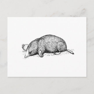 Mole Briefkaart