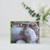 Mole cricket op steen briefkaart (Staand voorkant)