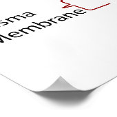 Moleculaire structuur van de wand van de primaire  poster (Hoek)