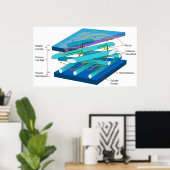 Moleculaire structuur van de wand van de primaire  poster (Thuiskantoor)