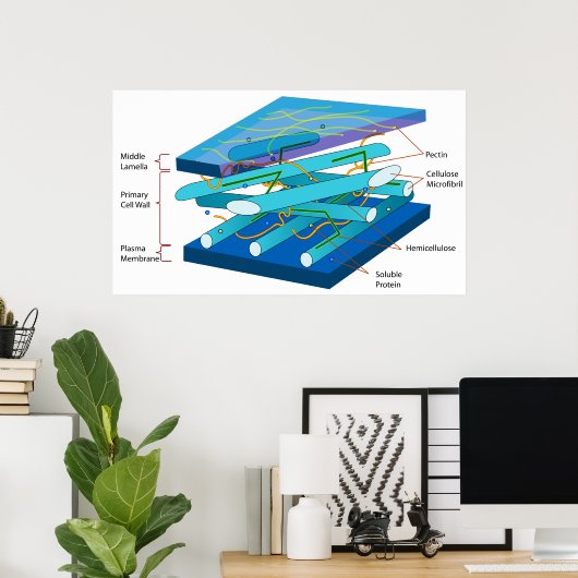 Moleculaire structuur van de wand van de primaire  poster (Thuiskantoor)