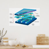 Moleculaire structuur van de wand van de primaire  poster (Keuken)