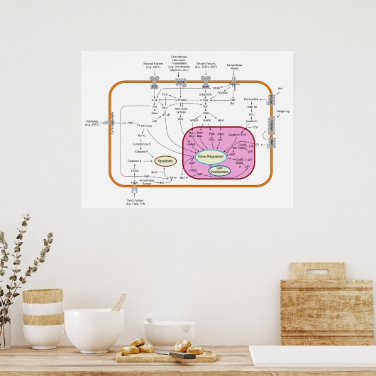 Molecule signaaltransductieschema poster (Keuken)