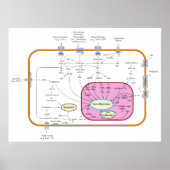 Molecule signaaltransductieschema poster (Voorkant)