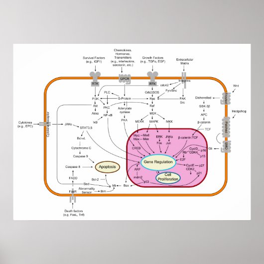 Molecule signaaltransductieschema poster (Voorkant)