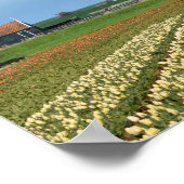 Molen en tulpen landschap poster print (Hoek)