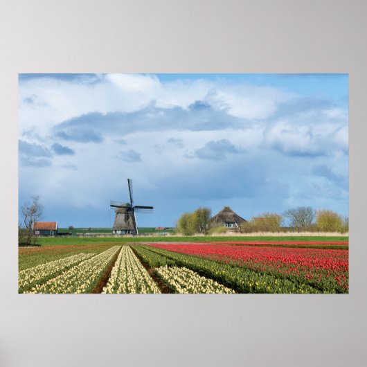 Molen en tulpen landschap poster print (Voorkant)