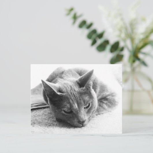 Mollie Briefkaart (Staand voorkant)