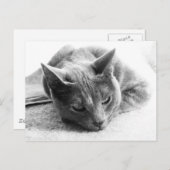 Mollie Briefkaart (Voorkant / Achterkant)