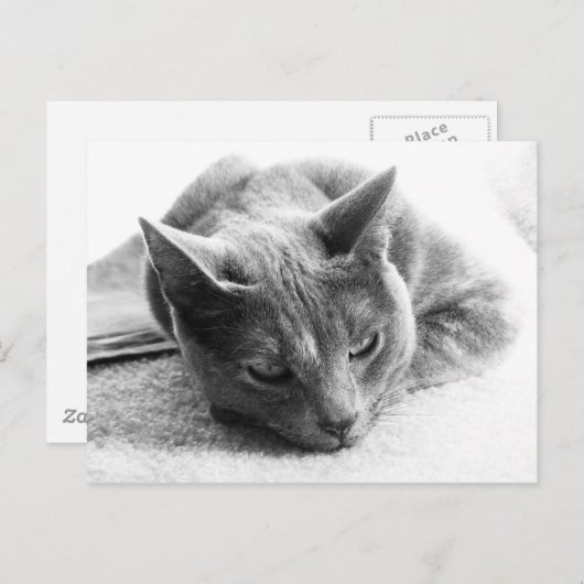 Mollie Briefkaart (Voorkant / Achterkant)