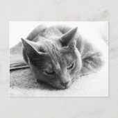 Mollie Briefkaart (Voorkant)