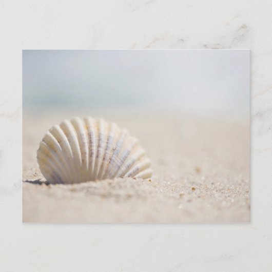 Mollusk Seashell Briefkaart (Voorkant)