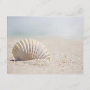 Mollusk Seashell Briefkaart