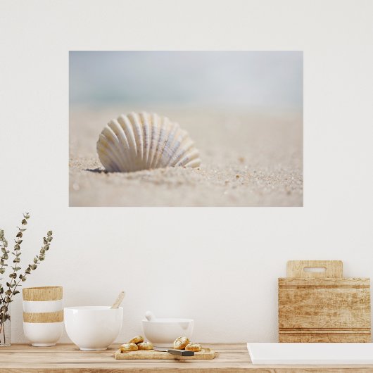 Mollusk Seashell Poster (Keuken)