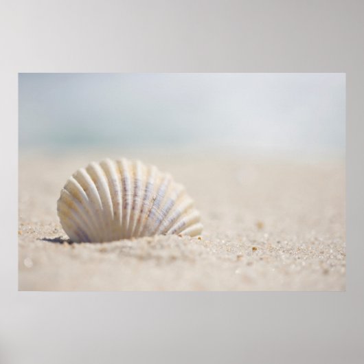 Mollusk Seashell Poster (Voorkant)
