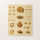 Mollusk Seashells Puzzle Legpuzzel (Verticaal)