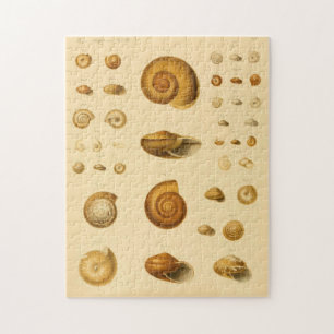  Mollusk Seashells Puzzle Legpuzzel