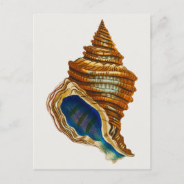 Mollusk Shell van George Shaw Briefkaart