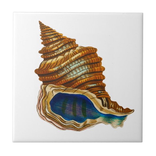  Mollusk Shell van George Shaw  Tegeltje (Voorkant)