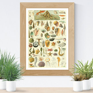 Mollusks Adolphe Millot Illustration Poster