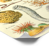 Mollusks Adolphe Millot Illustration Poster (Hoek)