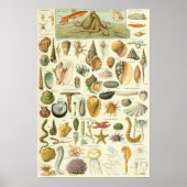 Mollusks Adolphe Millot Illustration Poster (Voorkant)