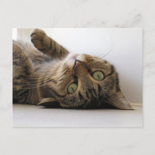 Molly Aankondigingskaart