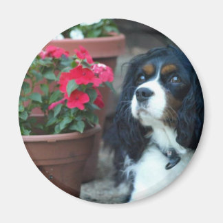 Molly de Cavalier Magnet