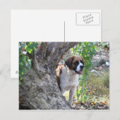 Molly " iemand zegt PLAYTIME " Briefkaart (Voorkant / Achterkant)