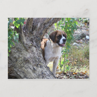 Molly " iemand zegt PLAYTIME " Briefkaart