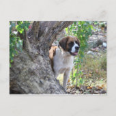 Molly " iemand zegt PLAYTIME " Briefkaart (Voorkant)