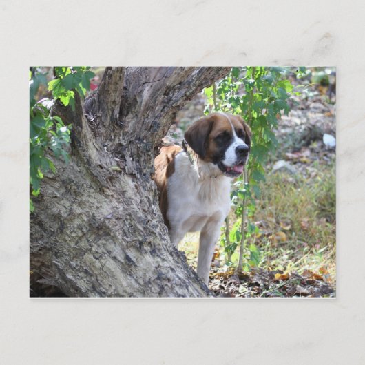 Molly " iemand zegt PLAYTIME " Briefkaart (Voorkant)