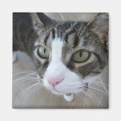 Molly kijkt naar je Kat Square Magnet (Voorkant)