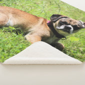 Molly Sherpa Deken (3/4)