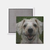 Mollywog de hondenmagneet magneet (Voorkant / Achterkant)